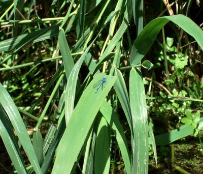 Damselfly