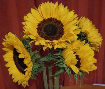 Sunflowers2